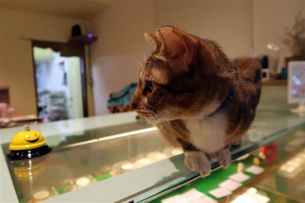 Tom&Maggy 幸福肥 • 手作點心：三重美食 幸福肥手作點心 超可愛龍貓甜點/萌萌達菲馬卡龍 抹茶塔/生巧克力塔 三重下午茶推薦~