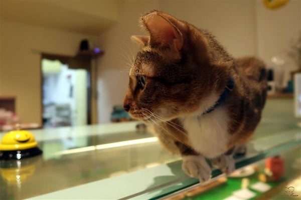 Tom&Maggy 幸福肥 • 手作點心：三重美食 幸福肥手作點心 超可愛龍貓甜點/萌萌達菲馬卡龍 抹茶塔/生巧克力塔 三重下午茶推薦~