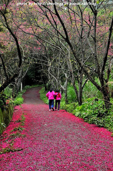 新竹橫山賞櫻-1.JPG