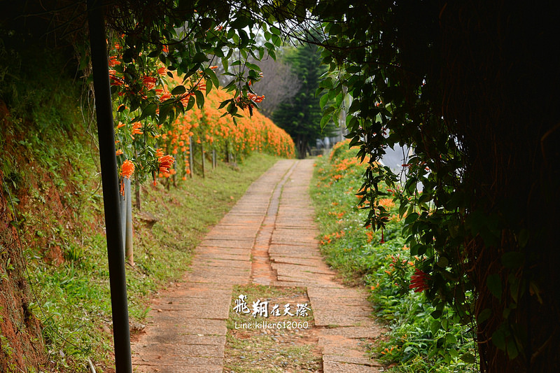 炮仗花步道 019