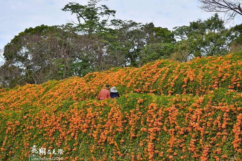 炮仗花步道 009