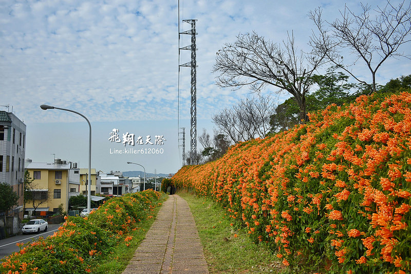 炮仗花步道 012