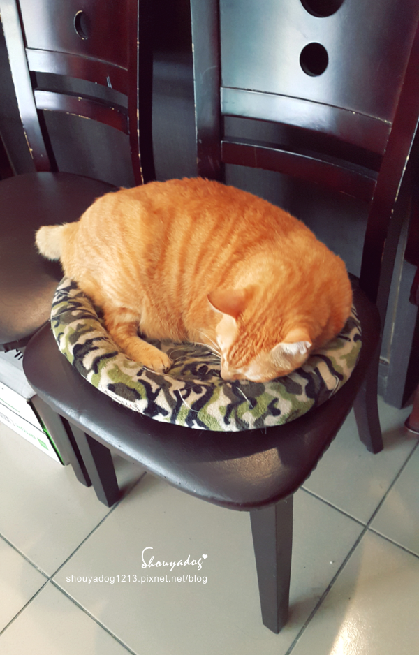 曉川日本料理:【日式料理】貓咪友善店-曉川日本料理 in 汐止