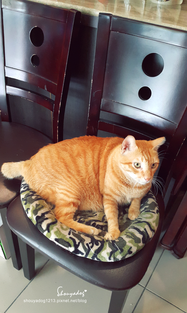 曉川日本料理:【日式料理】貓咪友善店-曉川日本料理 in 汐止