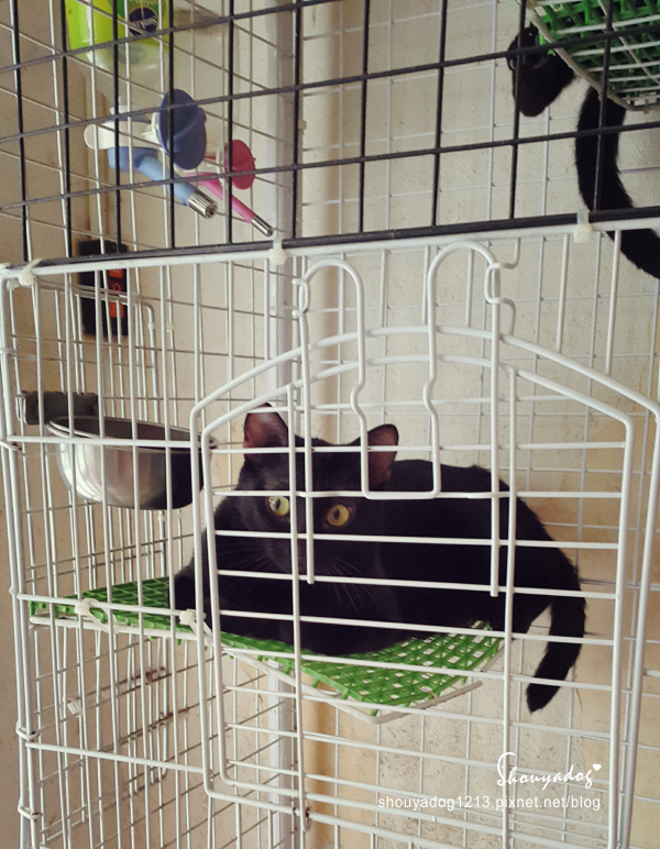 曉川日本料理:【日式料理】貓咪友善店-曉川日本料理 in 汐止