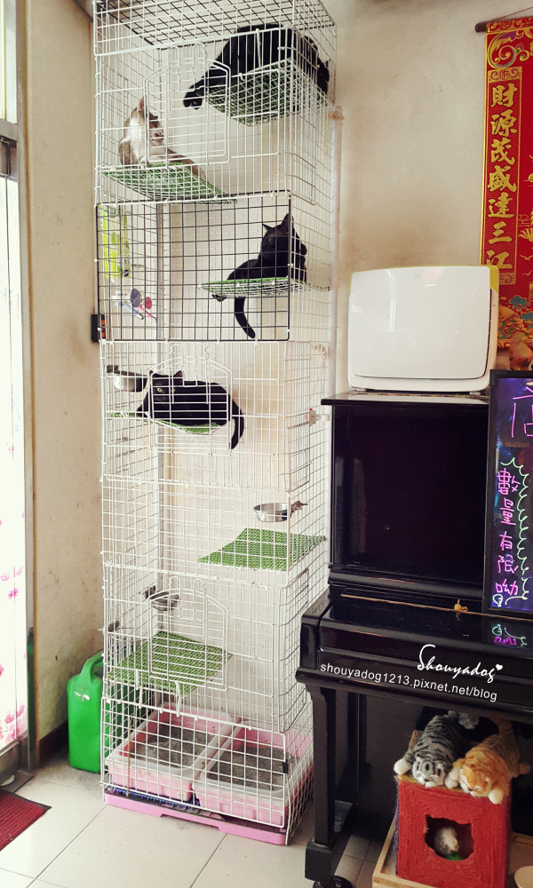 曉川日本料理:【日式料理】貓咪友善店-曉川日本料理 in 汐止