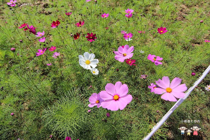 雲林粉紅城堡 071