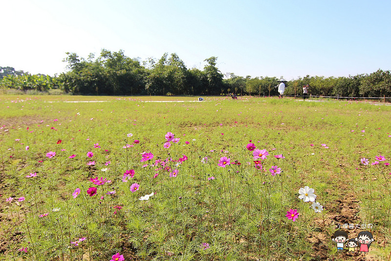 雲林粉紅城堡 070