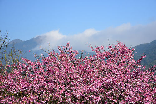 0125 平菁街寒櫻14