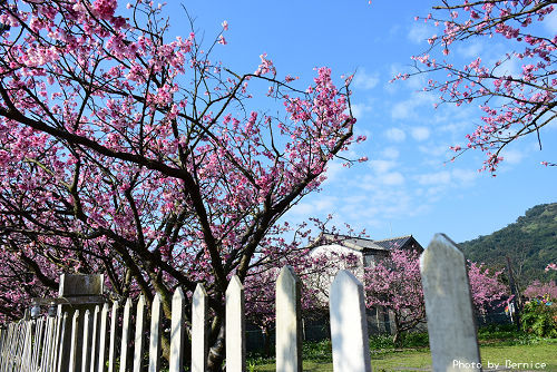 0125 平菁街寒櫻04
