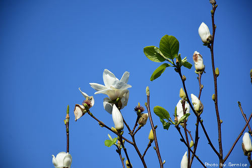 0125 平菁街寒櫻17