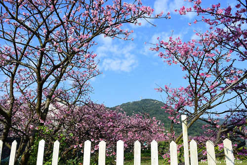 0125 平菁街寒櫻05