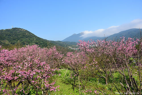 0125 平菁街寒櫻13