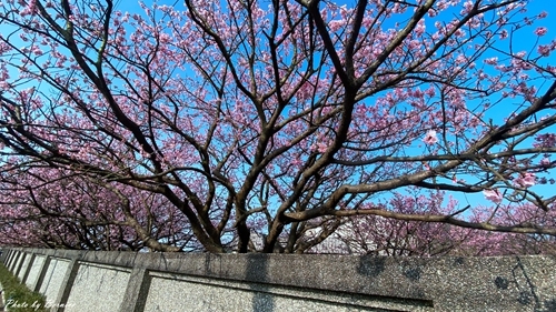 0126 1-平菁街寒櫻08.jpg