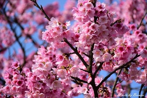 0126 1-平菁街寒櫻05.jpg