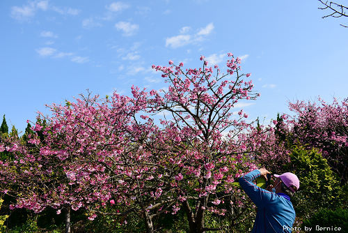 0125 平菁街寒櫻09