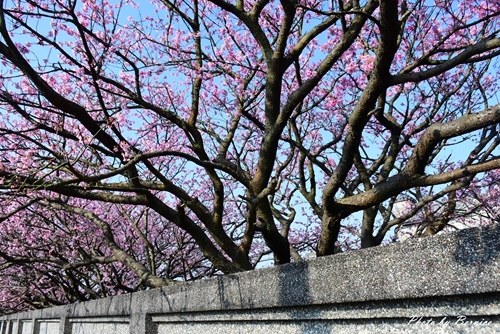 0126 1-平菁街寒櫻04.jpg