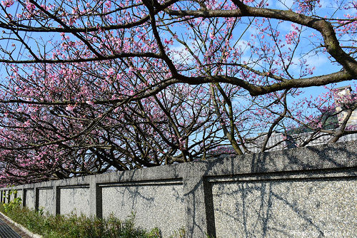 0125 平菁街寒櫻06