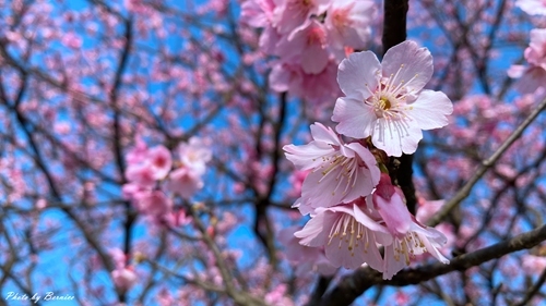 0126 1-平菁街寒櫻09.jpg