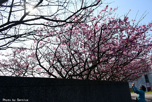 0125 平菁街寒櫻12