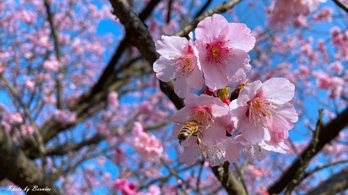 0126 1-平菁街寒櫻16.jpg