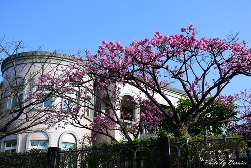 0126 1-平菁街寒櫻03.jpg