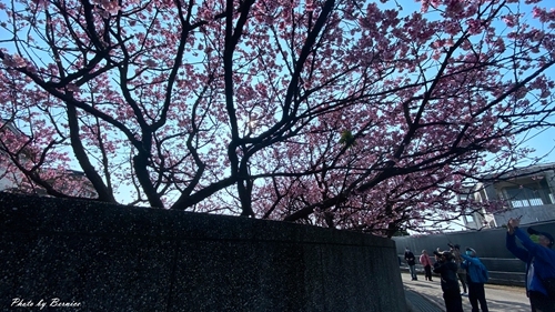 0126 1-平菁街寒櫻12.jpg