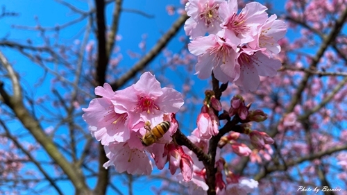 0126 1-平菁街寒櫻07.jpg