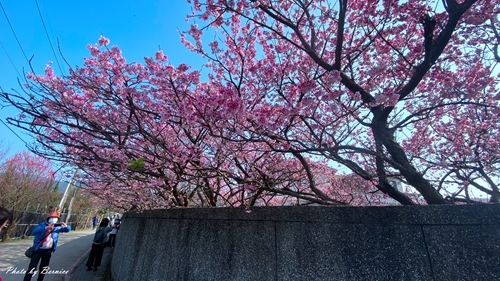 0126 1-平菁街寒櫻13.jpg