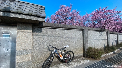 0126 1-平菁街寒櫻10.jpg