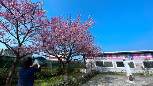 0126 1-平菁街寒櫻17.jpg