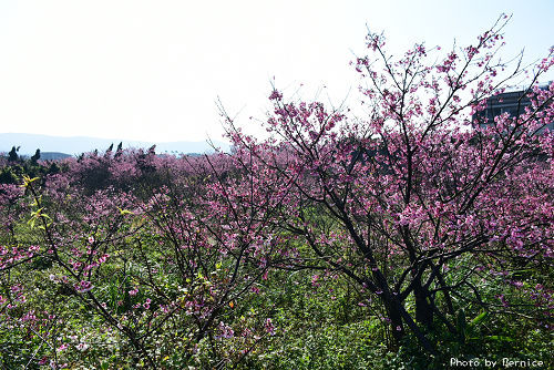 0125 平菁街寒櫻07