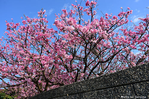 0125 平菁街寒櫻10