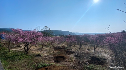 0126 1-平菁街寒櫻11.jpg