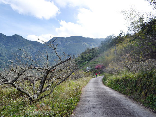 洗水坑李花祕境23-一旁的李樹林