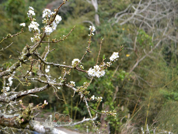 洗水坑李花祕境12-枝頭上的李花