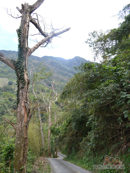 洗水坑李花祕境21-繼續往山頭上開