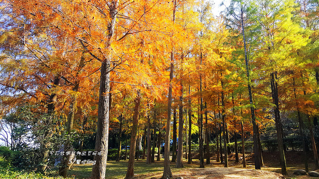 20171224_121216 - 複製