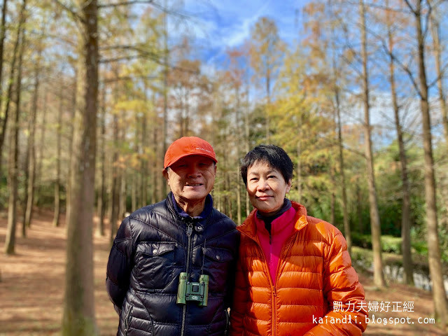 【苗栗輕旅行】落羽松秘境|彷彿來到國外美境,網美拍照打卡熱點。