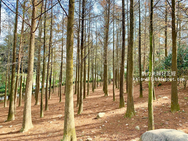 【苗栗輕旅行】落羽松秘境|彷彿來到國外美境,網美拍照打卡熱點。