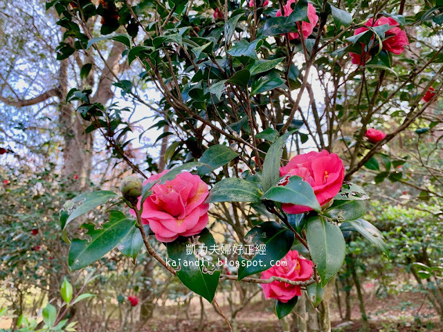 【苗栗輕旅行】落羽松秘境|彷彿來到國外美境,網美拍照打卡熱點。