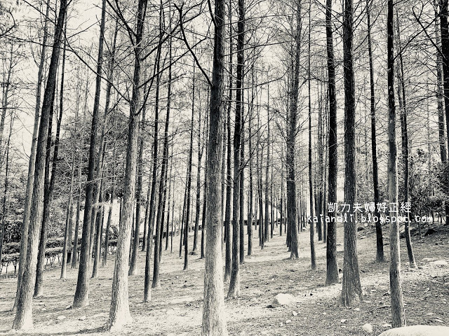 【苗栗輕旅行】落羽松秘境|彷彿來到國外美境,網美拍照打卡熱點。