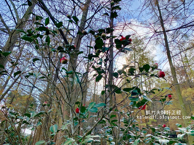 【苗栗輕旅行】落羽松秘境|彷彿來到國外美境,網美拍照打卡熱點。