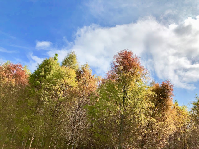 【苗栗輕旅行】落羽松秘境|彷彿來到國外美境,網美拍照打卡熱點。