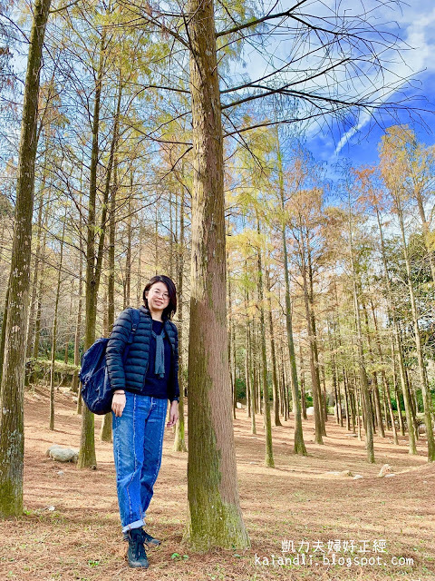 【苗栗輕旅行】落羽松秘境|彷彿來到國外美境,網美拍照打卡熱點。