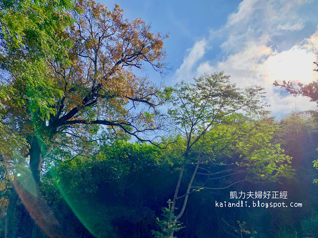 【苗栗輕旅行】落羽松秘境|彷彿來到國外美境,網美拍照打卡熱點。