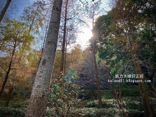 【苗栗輕旅行】落羽松秘境|彷彿來到國外美境,網美拍照打卡熱點。