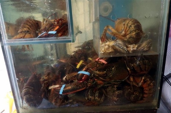 蒸霸王(東湖店):東湖 蒸霸王海鮮塔 現捉現蒸氣火鍋龍蝦牛奶貝龍虎斑 葫洲站可停車還有火鍋海鮮粥~ 蒸霸王(東湖店):東湖 蒸霸王海鮮塔 現捉現蒸氣火鍋龍蝦牛奶貝龍虎斑 葫洲站可停車還有火鍋海鮮粥~