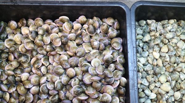 蒸霸王養生蒸氣火鍋(東湖店)：【內湖美食】"蒸"的火鍋『蒸霸王蒸氣海鮮塔』@捷運葫洲站/東湖/有停車場