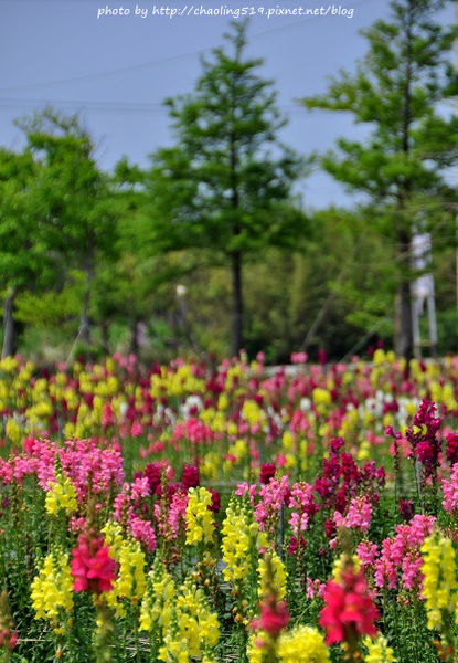 向陽農場-2 向陽農場-2